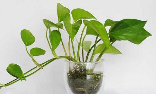 甲醛超标植物枯萎图片（家里如果甲醛超标植物还会生长的好吗）